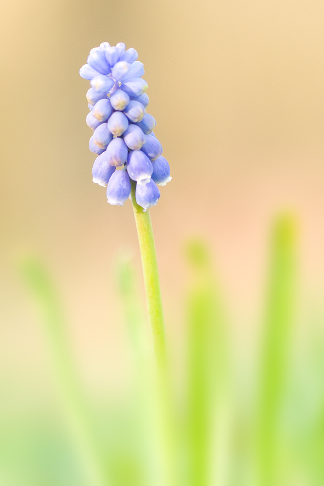 Traubenhyazinthe (Muscari)