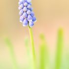 Traubenhyazinthe (Muscari)