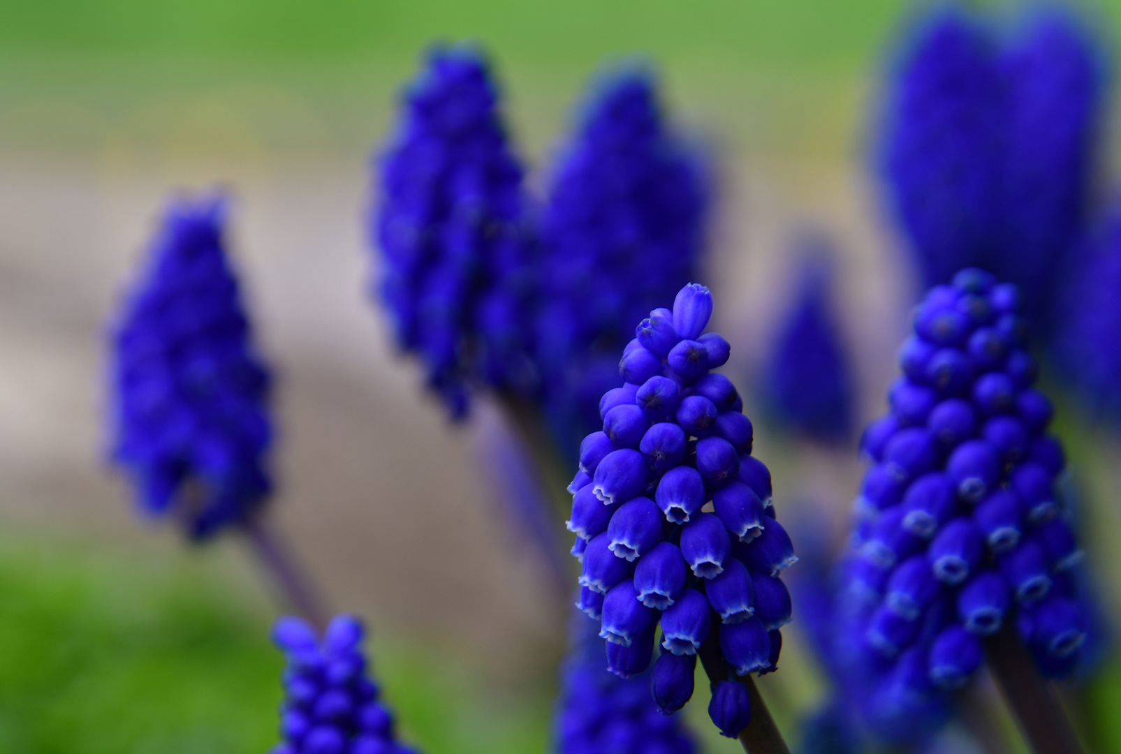 Traubenhyazinthe (Muscari) oder Baurabübla