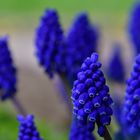 Traubenhyazinthe (Muscari) oder Baurabübla