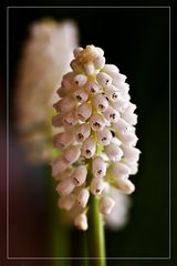 Traubenhyazinthe - Muscari weiß...