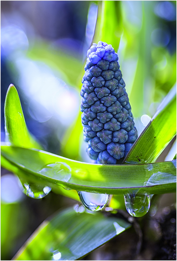 Traubenhyazinthe nach dem Regen