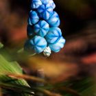 Traubenhyazinthe - Perlhyazinthe - Bauernbübchen - Bergmännchen