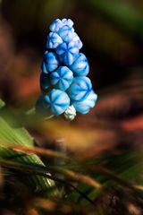 Traubenhyazinthe - Perlhyazinthe - Bauernbübchen - Bergmännchen