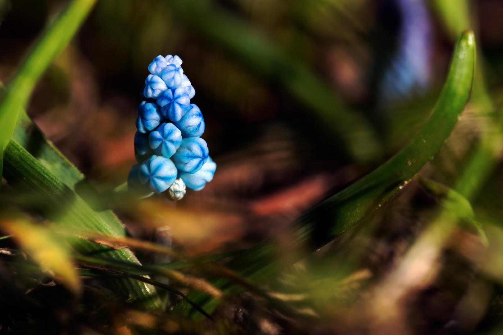 Traubenhyazinthe - Perlhyazinthe - Bauernbübchen - Bergmännchen II