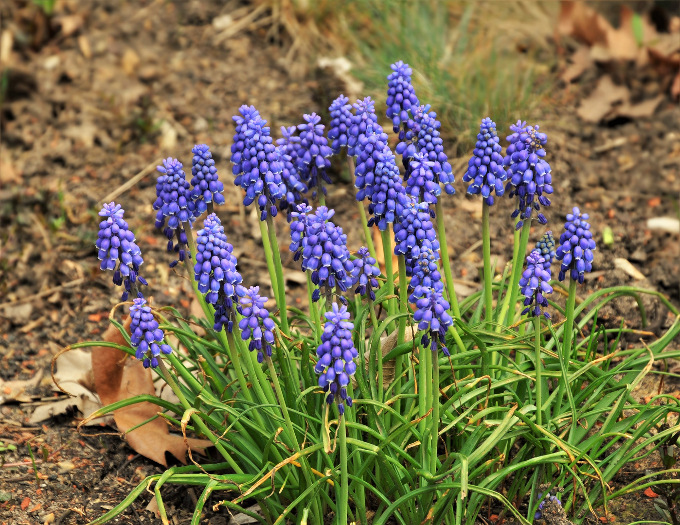 Traubenhyazinthen  im Garten