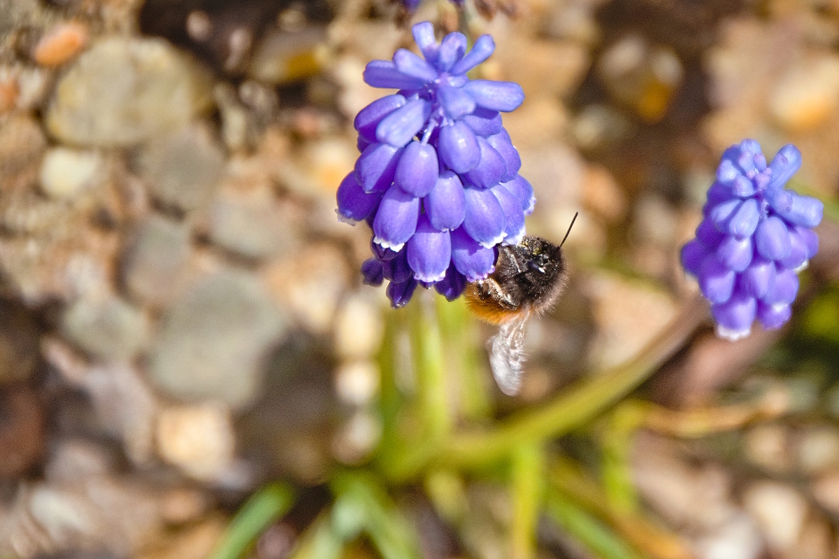 Traubenhyazinthen mit Besucher