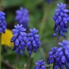 Traubenhyazinthen (Muscari)