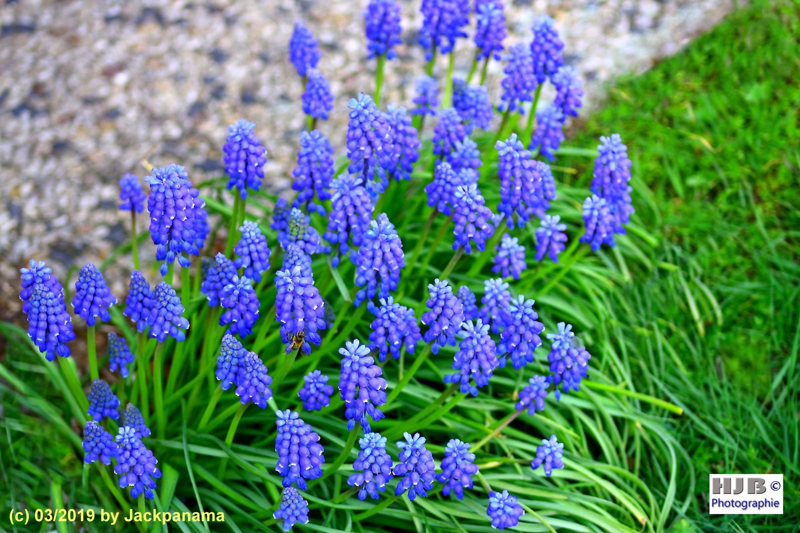 Traubenhyazinthen (Muscari) am Wegesrand