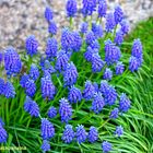 Traubenhyazinthen (Muscari) am Wegesrand