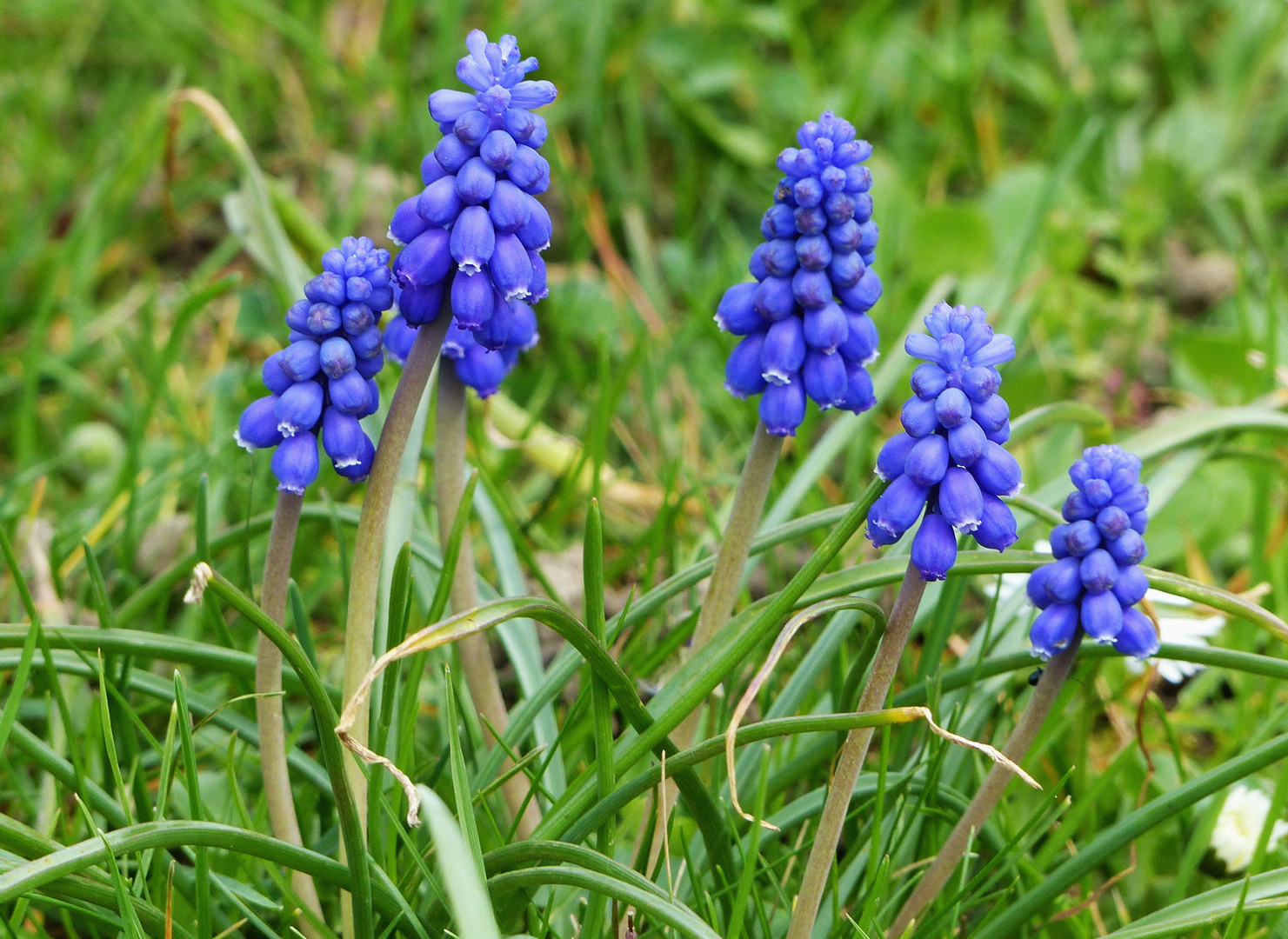 Traubenhyazinthen (Muscari)....