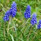 Traubenhyazinthen (Muscari)....