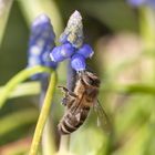 Traubenhyazinthen und Biene