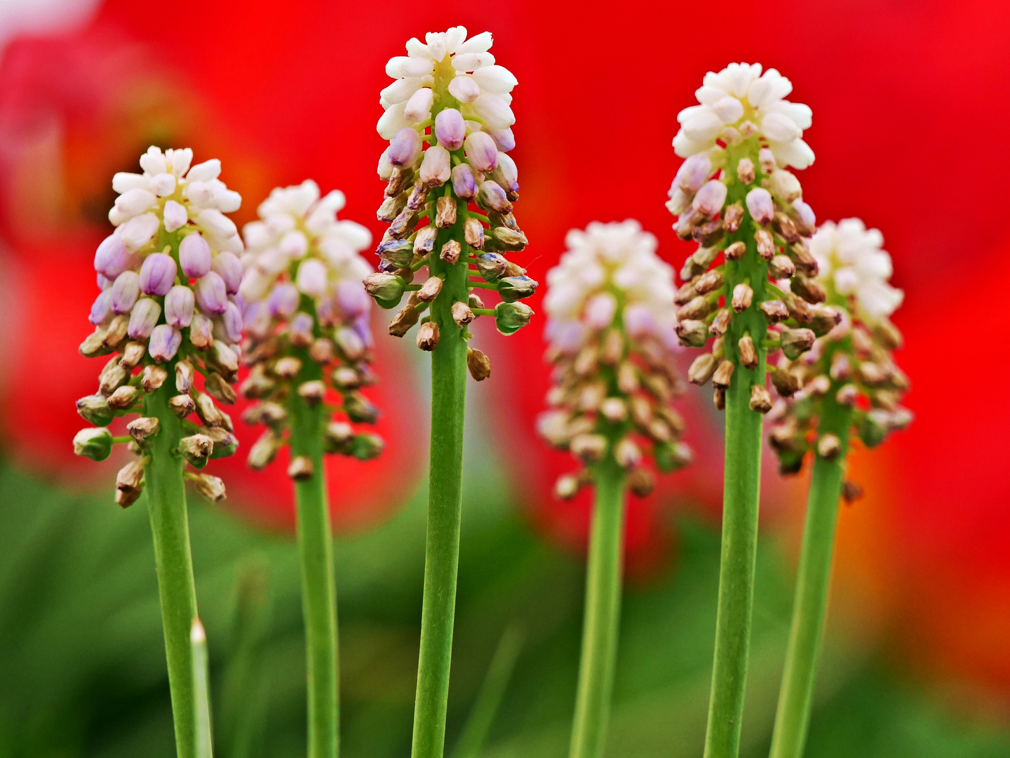 Traubenhyazinthen vor Tulpen