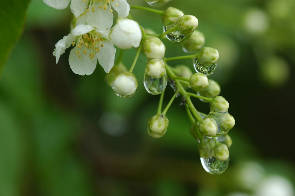 Traubenkirsche (Prunus padus)