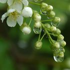 Traubenkirsche (Prunus padus)