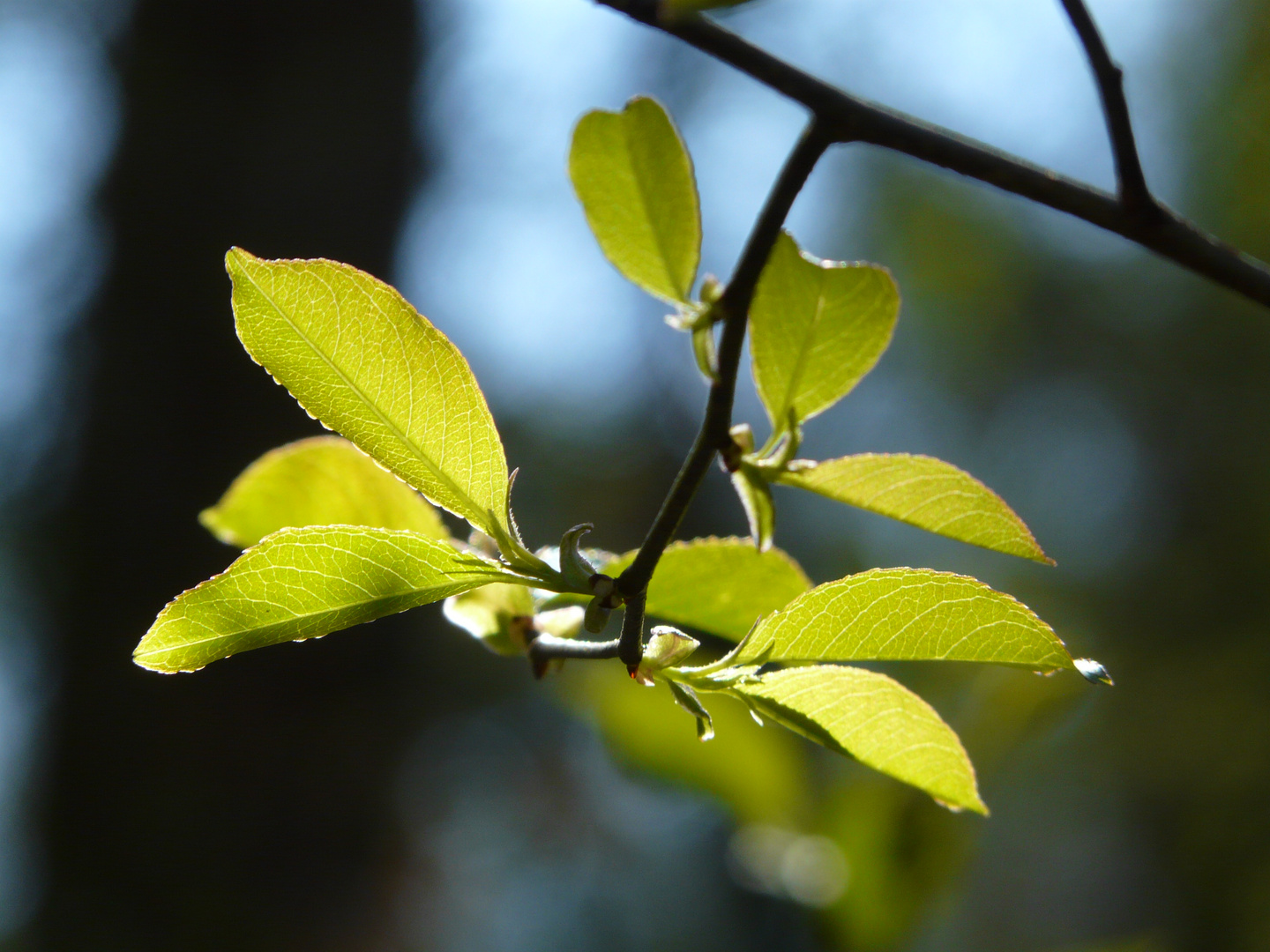 Traubenkirsche - Prunus padus