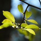 Traubenkirsche - Prunus padus