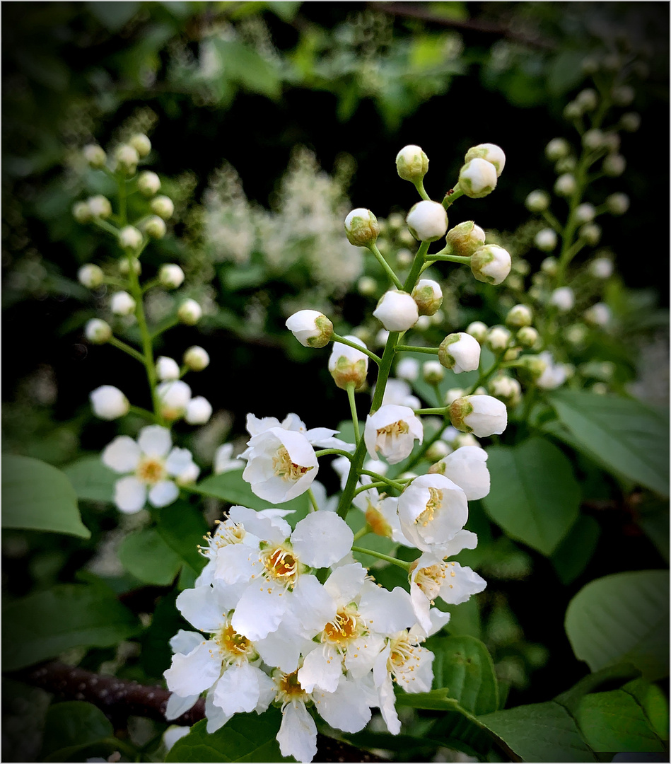 Traubenkirsche - Prunus padus 