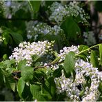 Traubenkirschen-Blüte