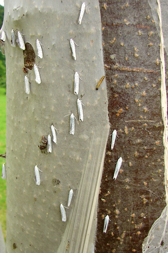 Traubenkirschen-Gespinst-Motte