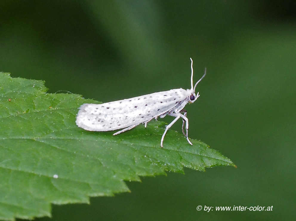 Traubenkirschen Gespinstermotte, Yponomeuta evonymella