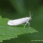 Traubenkirschen Gespinstermotte, Yponomeuta evonymella