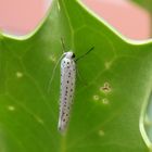 Traubenkirschen-Gespinstmotte (Yponomeuta evonymella)