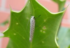 Traubenkirschen-Gespinstmotte (Yponomeuta evonymella)