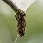 Traubenkirschen-Gespinstmotte (Yponomeuta evonymella)