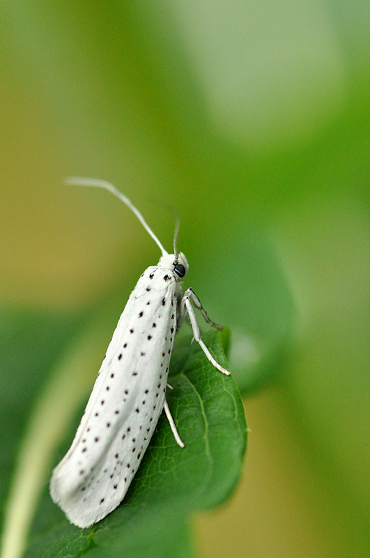 Traubenkirschen-Gespinstmotte (Yponomeuta evonymella)