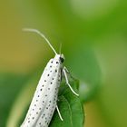 Traubenkirschen-Gespinstmotte (Yponomeuta evonymella)