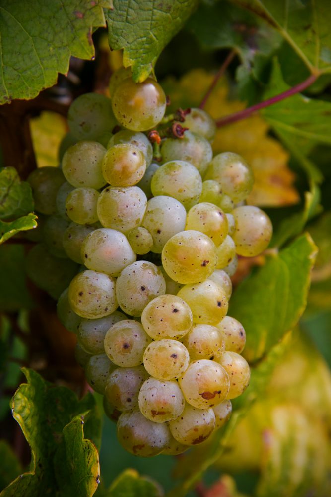 Traubenrebe im Herbst. von Sabine Seegers 