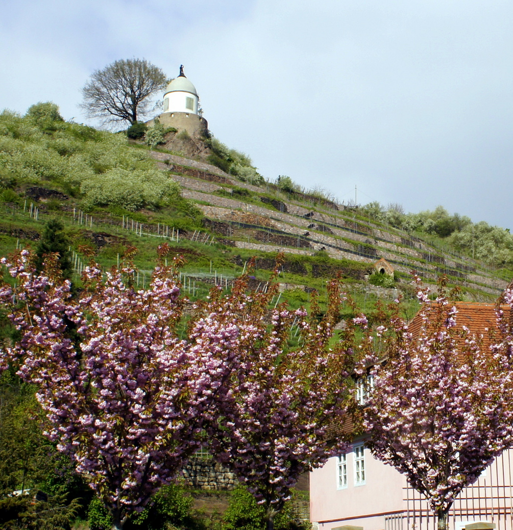 Traubenschutzturm