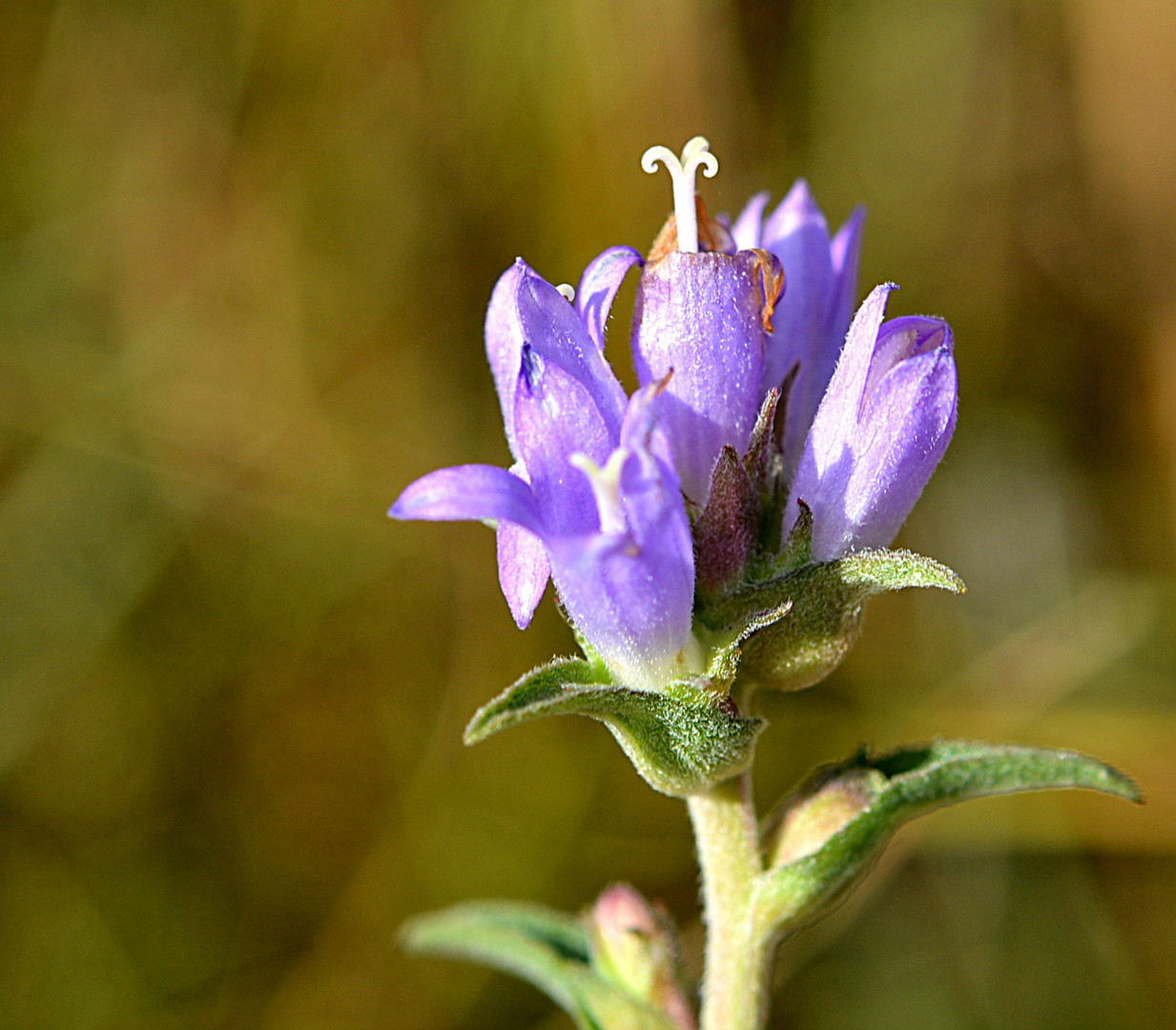 Traubige Büschel-Glockenblume,- campanula glomerata