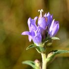 Traubige Büschel-Glockenblume,- campanula glomerata