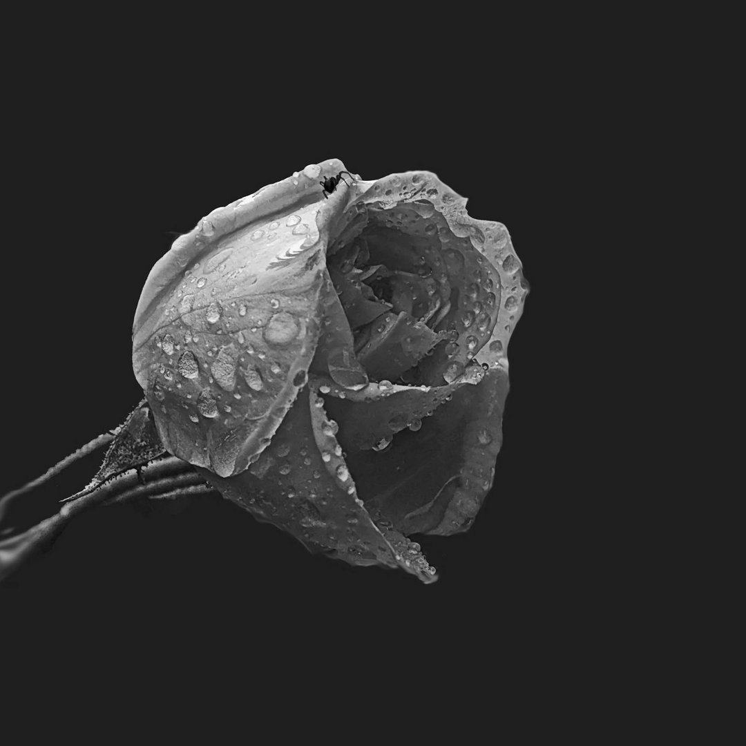 Trauer..... Foto & Bild | pflanzen, pilze & flechten, blüten