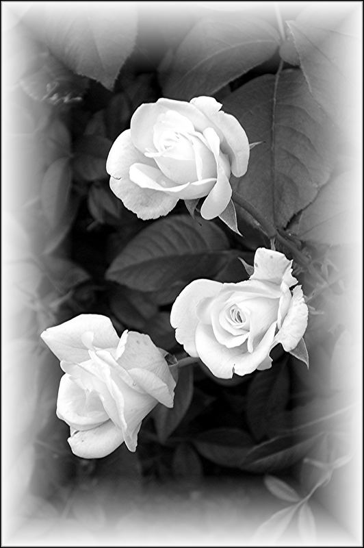 Trauer Foto Bild Pflanzen Pilze Flechten Bluten Kleinpflanzen Rosen Bilder Auf Fotocommunity