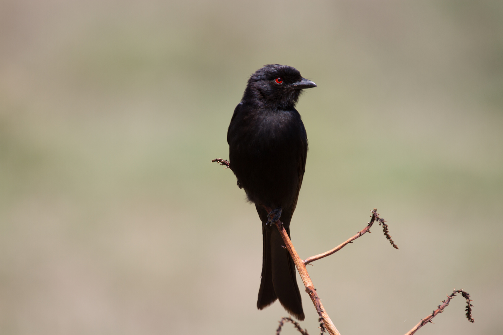 Trauer-Drongo