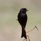 Trauer-Drongo