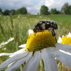 Trauer-Rosenkäfer...