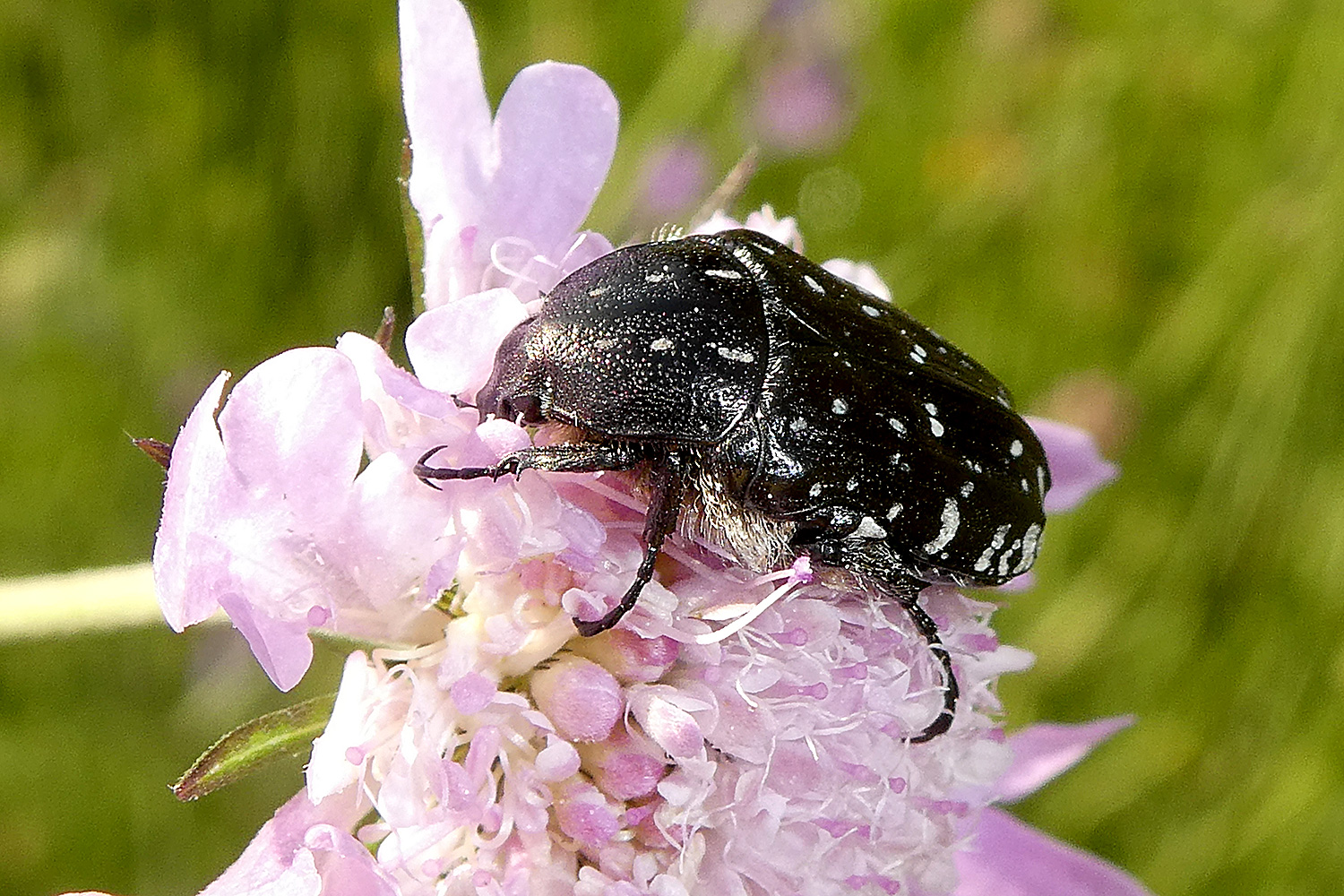 Trauer Rosenkäfer