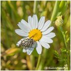 Trauer-Rosenkäfer auf Margerite