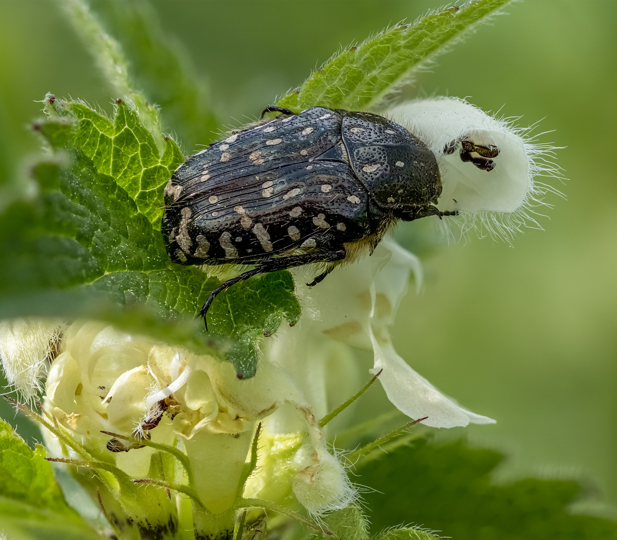 Trauer Rosenkäfer auf Taubnessel