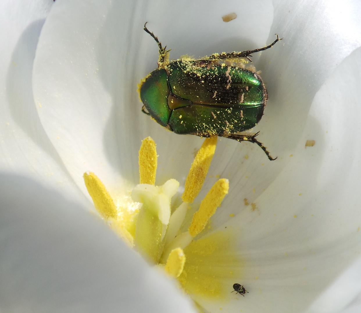 Trauer-RosenKäfer besucht weiße Tulpe