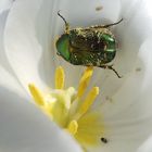 Trauer-RosenKäfer besucht weiße Tulpe