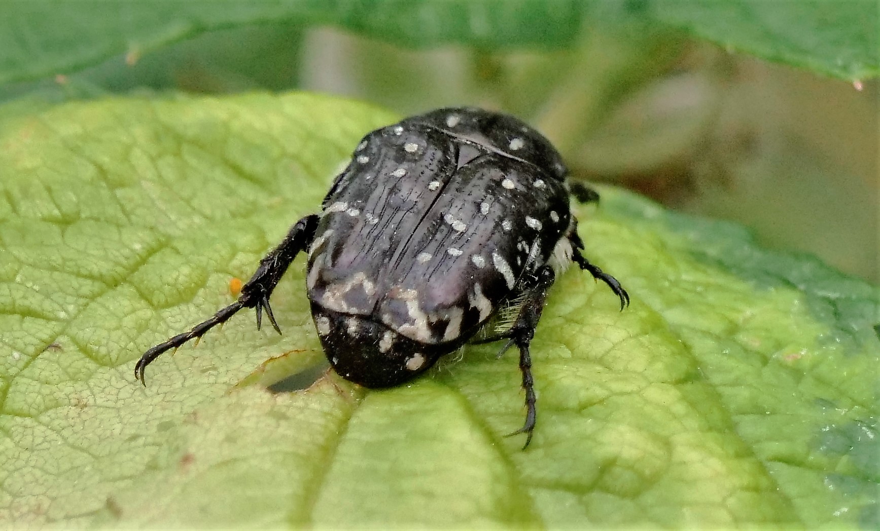 Trauer Rosenkäfer