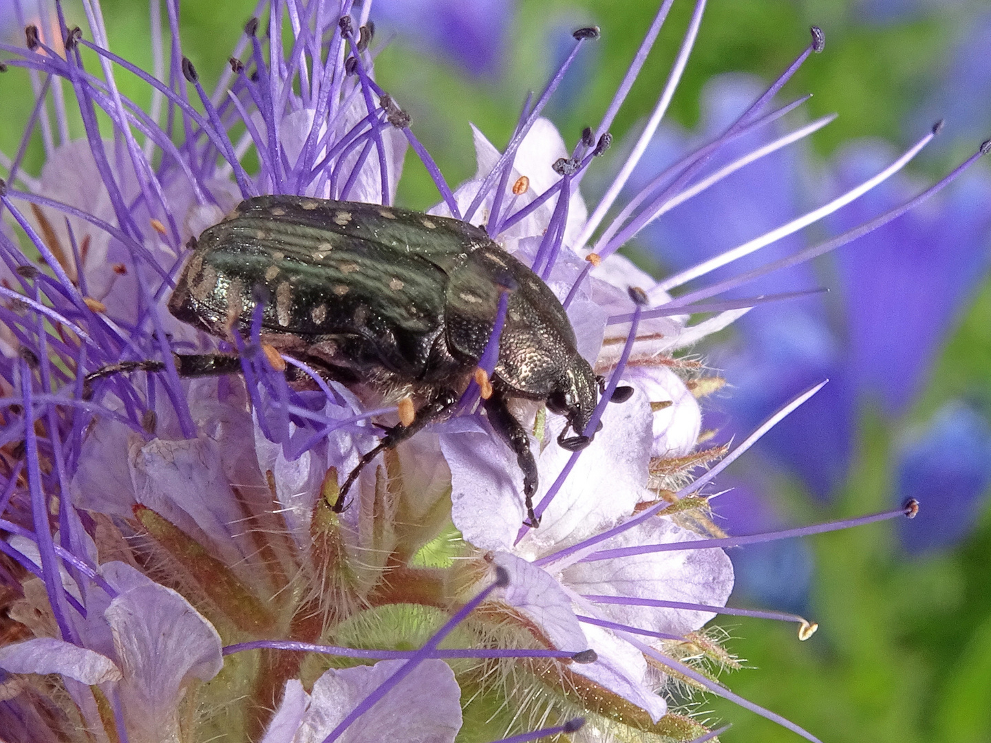 Trauer Rosenkäfer