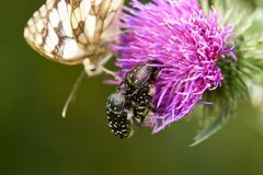 Trauer-Rosenkäfer im Hintergrund ein Schachbrettfalter