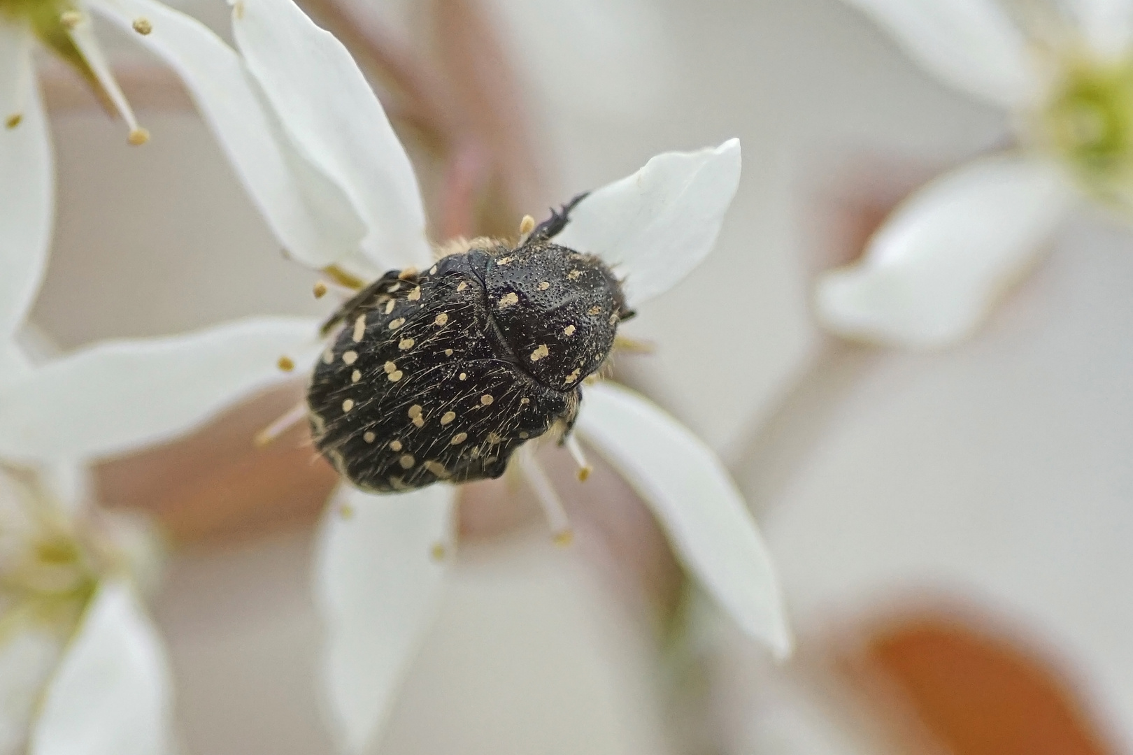 Trauer-Rosenkäfer (Oxythyrea funesta)